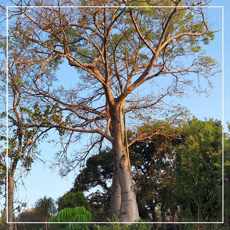 retiro_brasil_25l_012